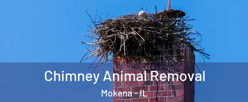  Chimney Animal Removal Mokena - IL