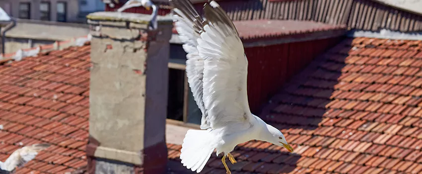 Residential Chimney Animal Removal Solution in Mokena, IL