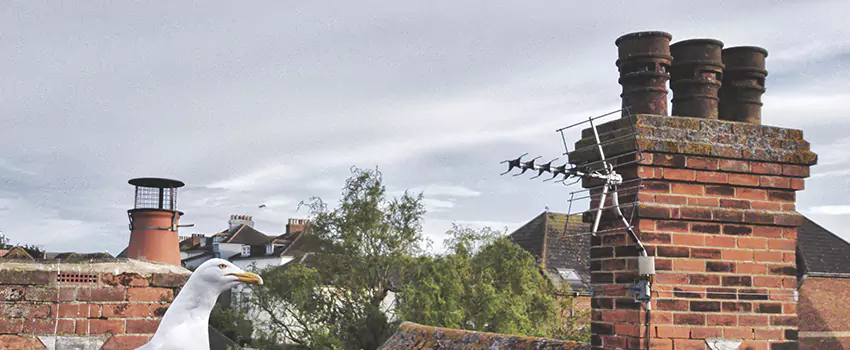 Chimney Cleaning And Restoration in Mokena, Illinois